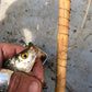 Masterclass 2026: Primitive Fishing with Billy Souter Primitive Living 1200 Friday